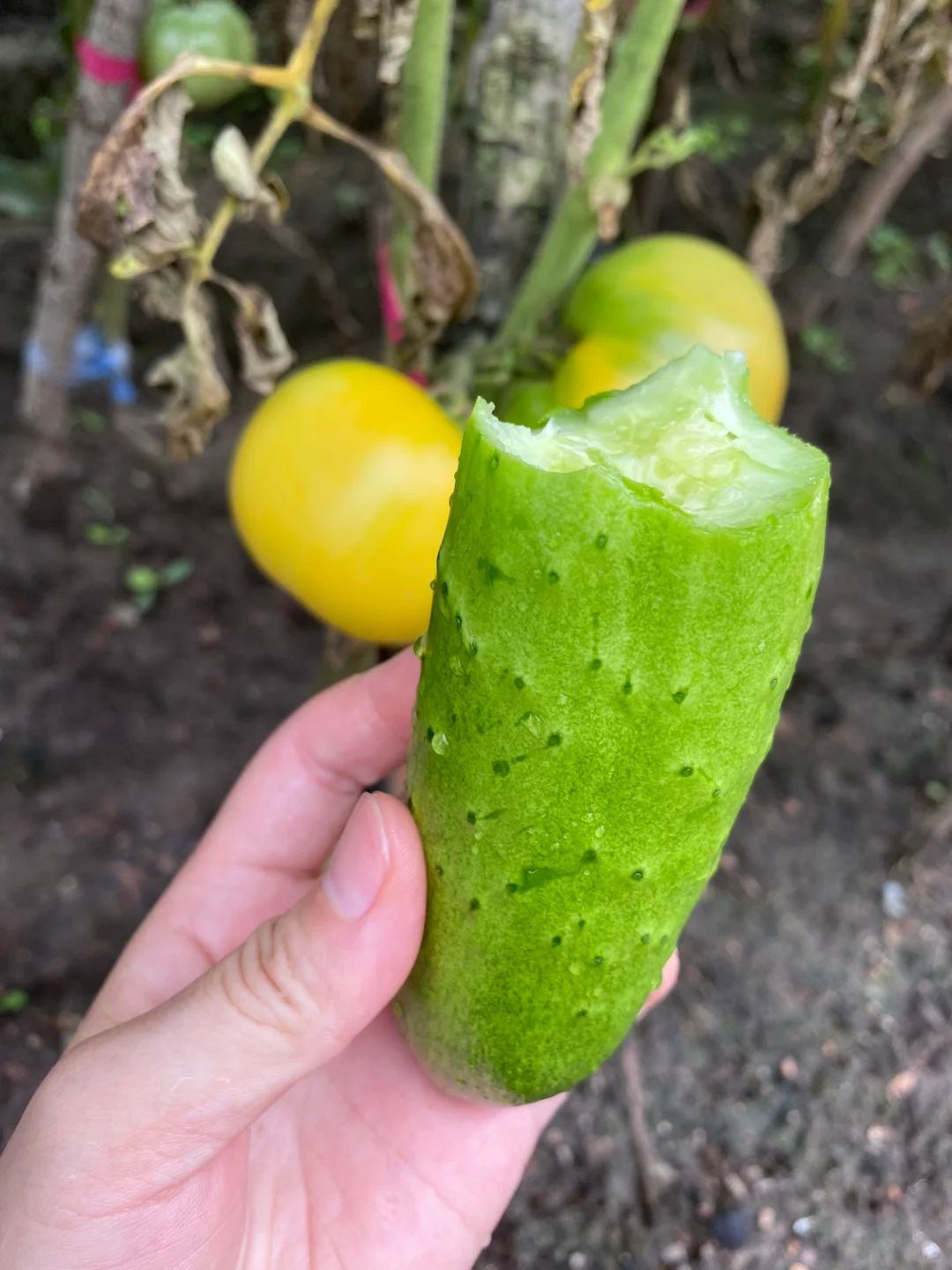 这个水果黄瓜真好吃😋