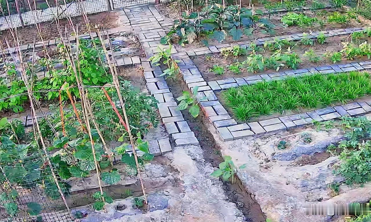 种了一年小菜园后，我决定以后坚决不买那种蹲在路边老人卖的农家菜了。

去年，我租
