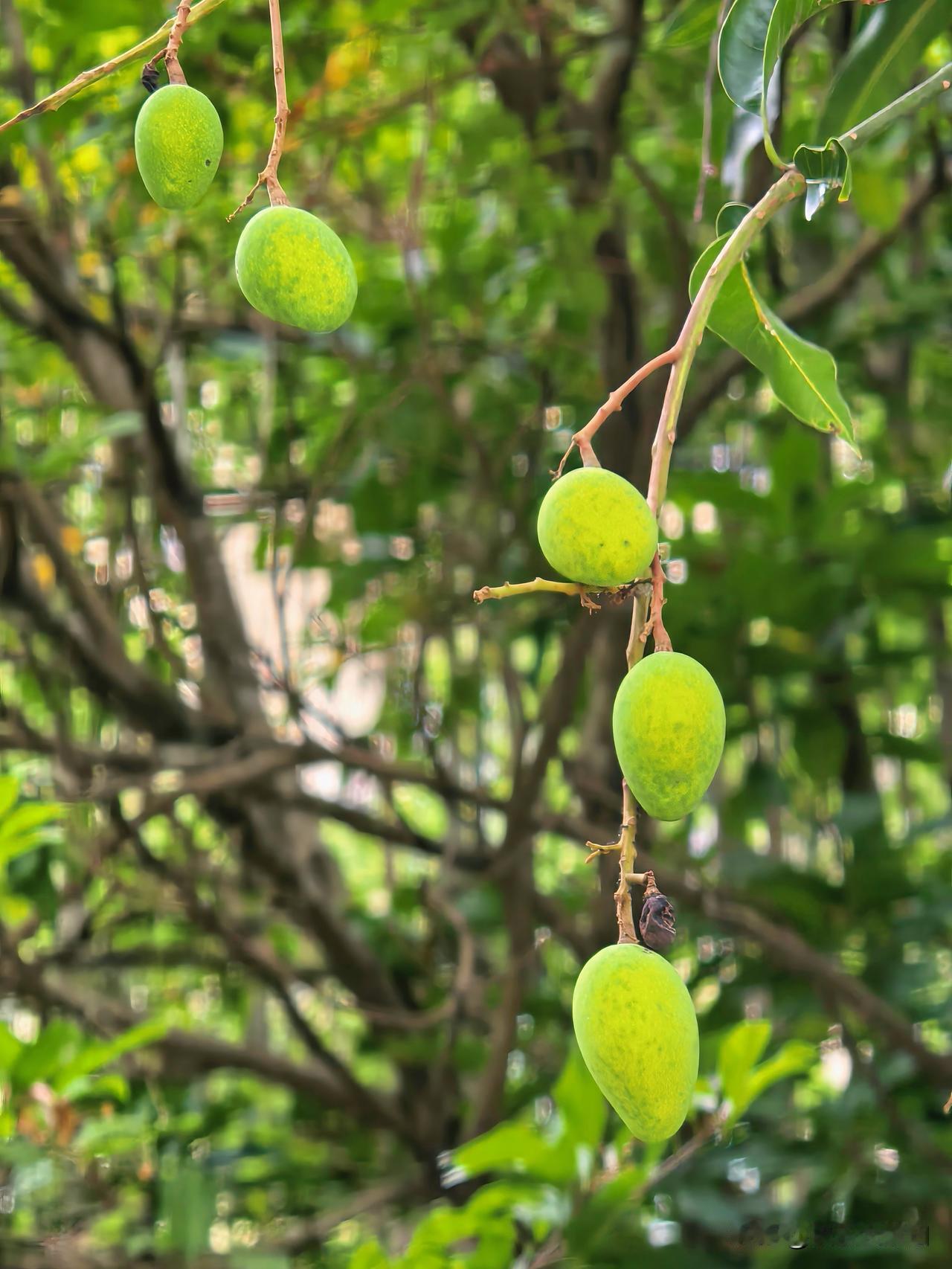小区里的小美好，随手一拍都是夏天的模样