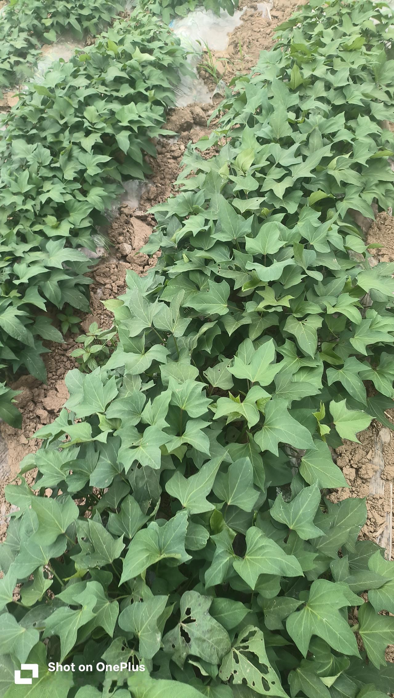 苏薯28简介

苏薯28，是江苏省农业科学院粮食作物研究所，选育的优质兼用型甘薯