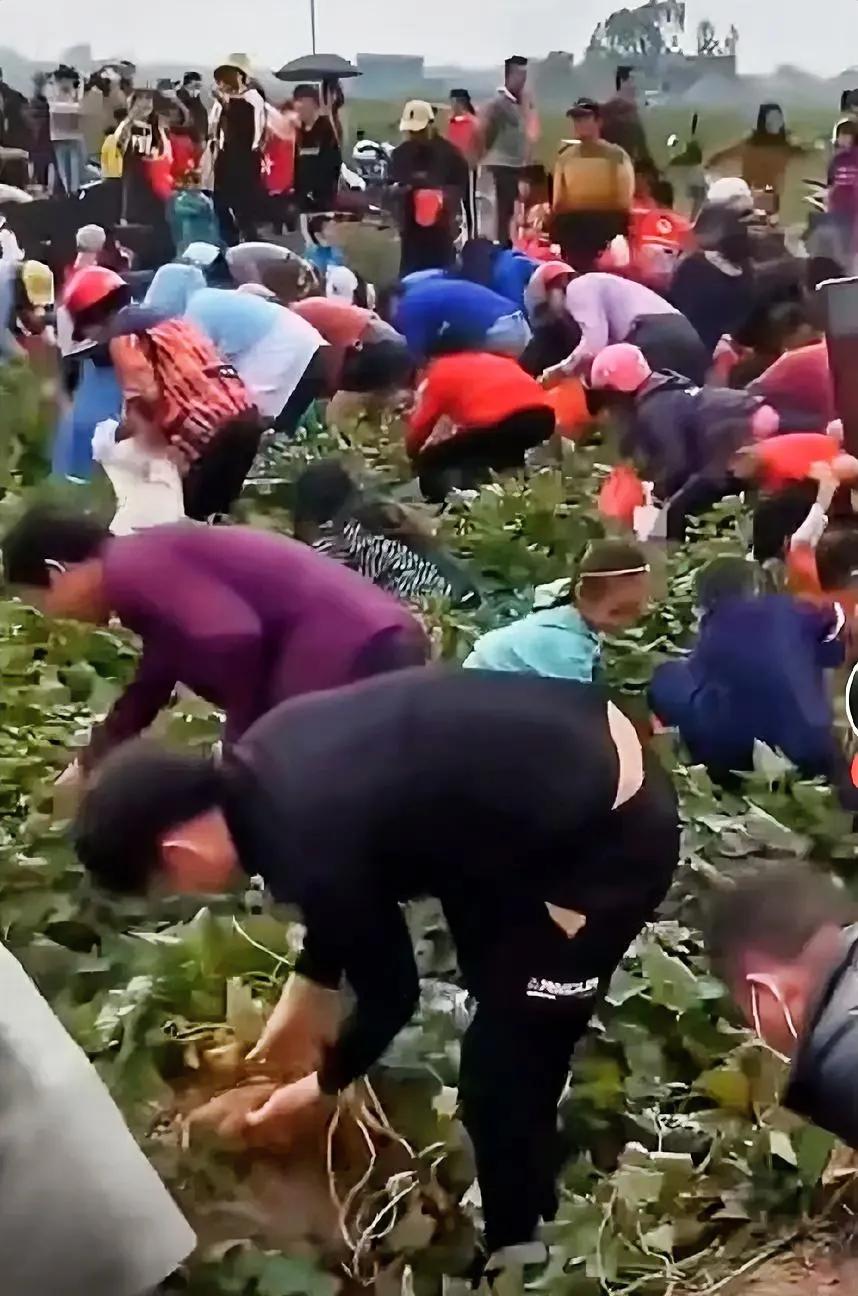这是哪里的人？不但餐桌上抢菜还要到地里抢花生？

      人之初性本善，可这