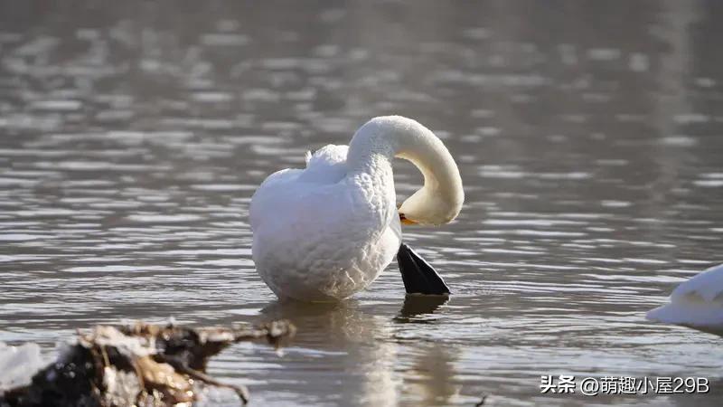 陵陵白荡湖冬日的景象，实在是妙不可言！恰似安徽白荡湖湿地公园，它曾被工业污染所扰