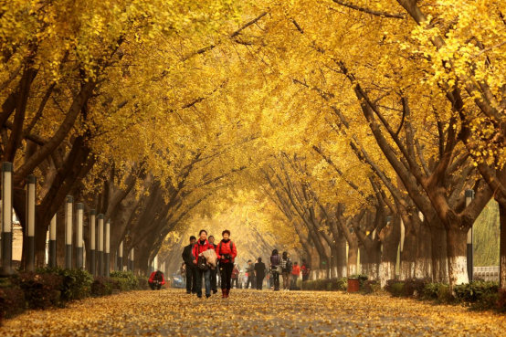 【来打卡！黄金大道已上线】深秋吻过扬州的江都，水利枢纽黄金大道迎来了一年中最佳观