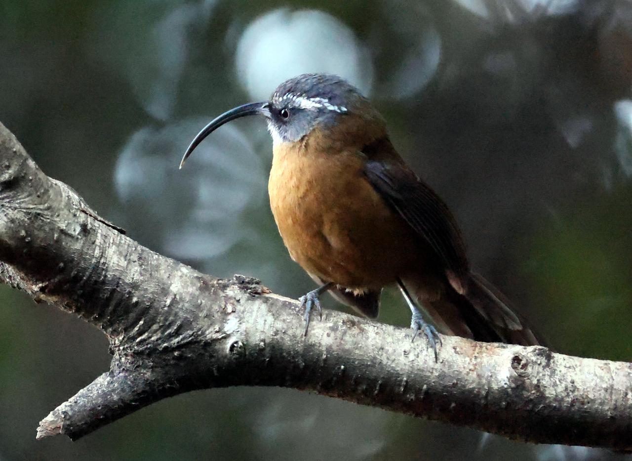 姜家寨的剑嘴鹛！
今冬三九天，高海拔山中弱光下，摄于云南腾冲姜家寨。鸟类摄影圈子