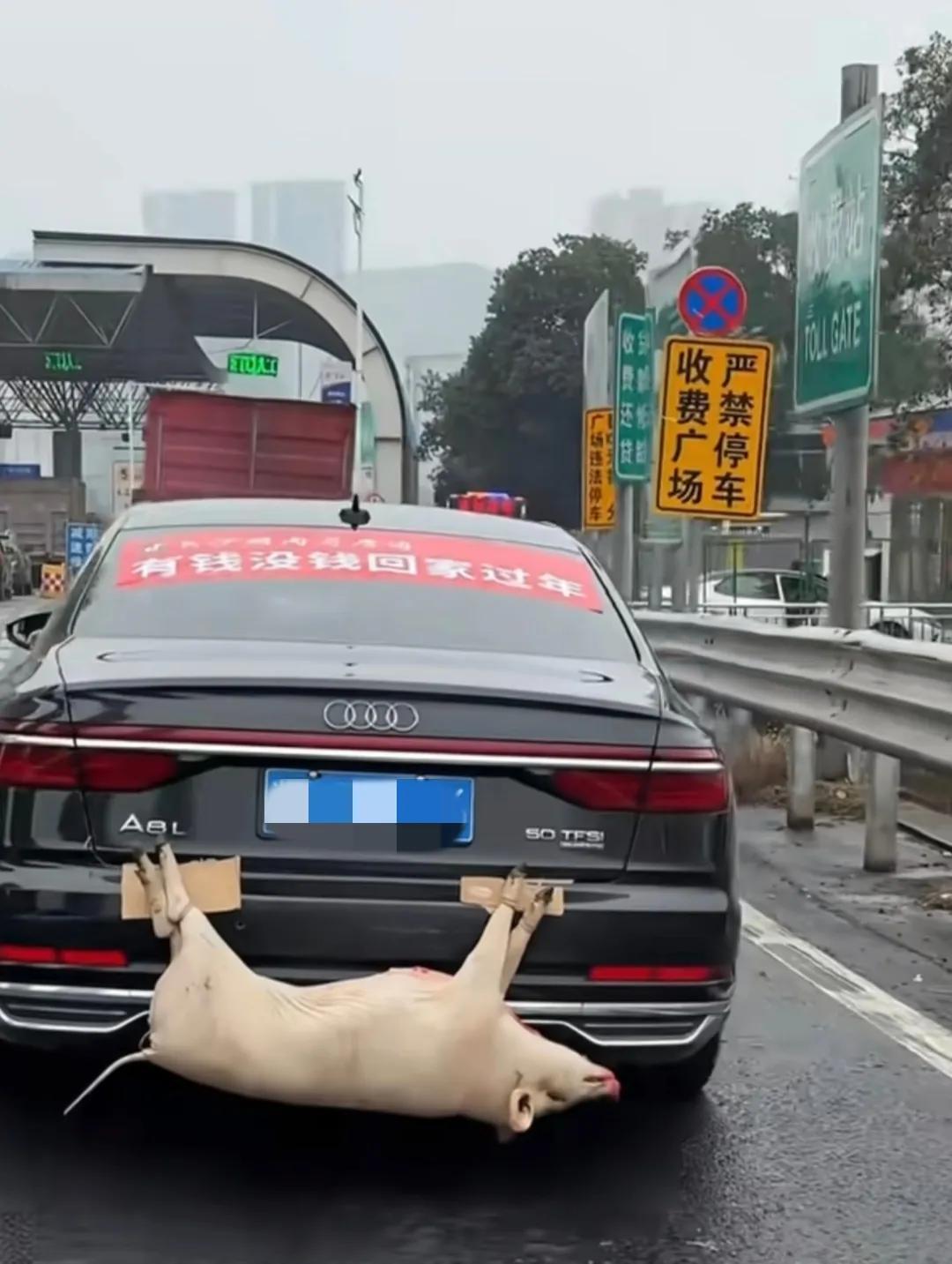 你大哥还是你大哥，过完年返城带头活猪。