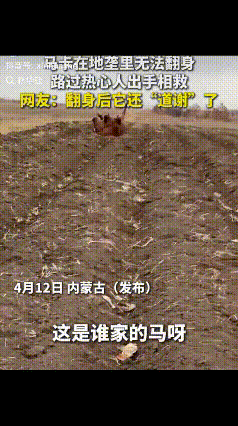 内蒙古，几位大姐路过一片田地时，远远看见一匹马四脚朝天仰翻在地，开始以为马在地里