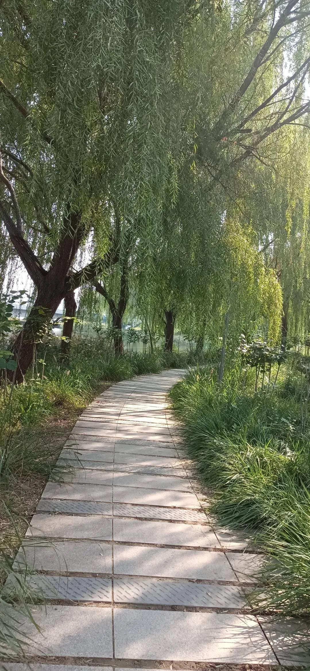 夏日生活打卡季我的退休生活。晨间运动：夏季清晨湖边还有一些凉意，由于天气太热，我