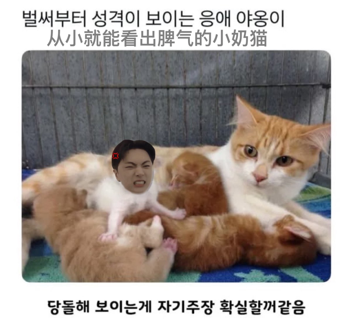 【🐈⬛】💢cr.dkspuppy