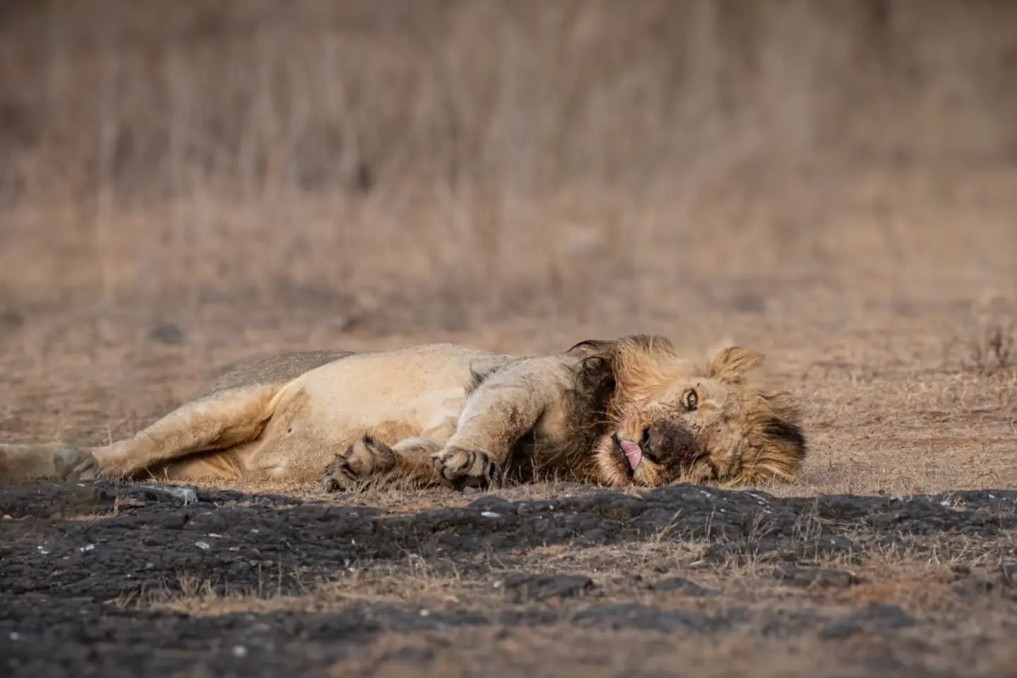 吃饱了的亚洲狮。这看起来像萨尔曼
