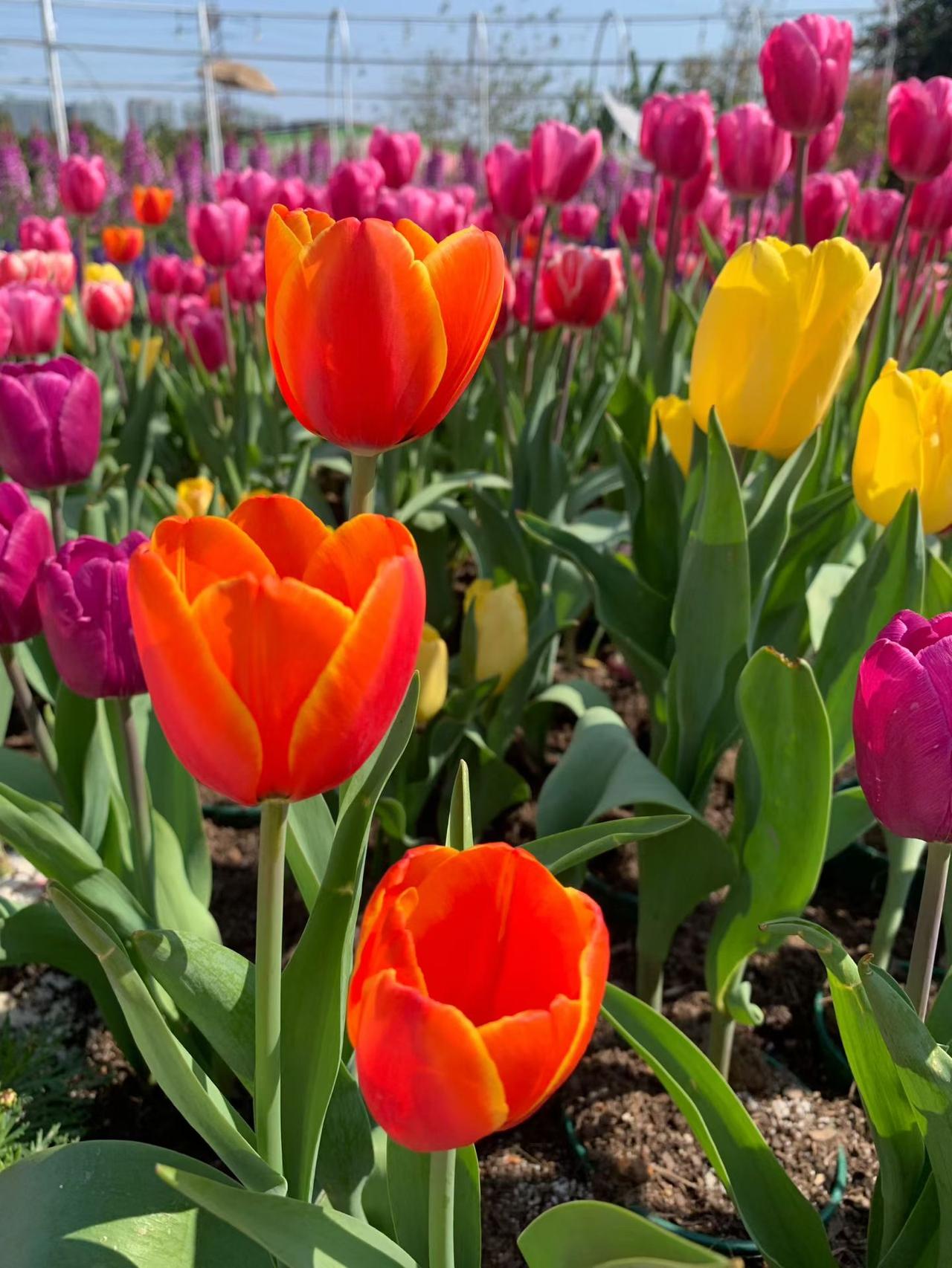 感受到春天的气息
今天的天气真不错，太阳晒得好舒服，约上自己的好友一起走向大自然