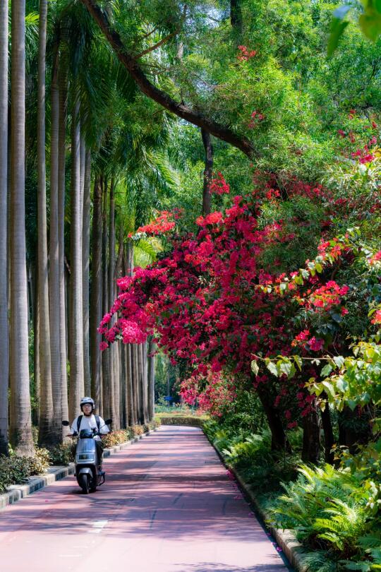 深圳3月，别错过这条一路繁花的春日大道～