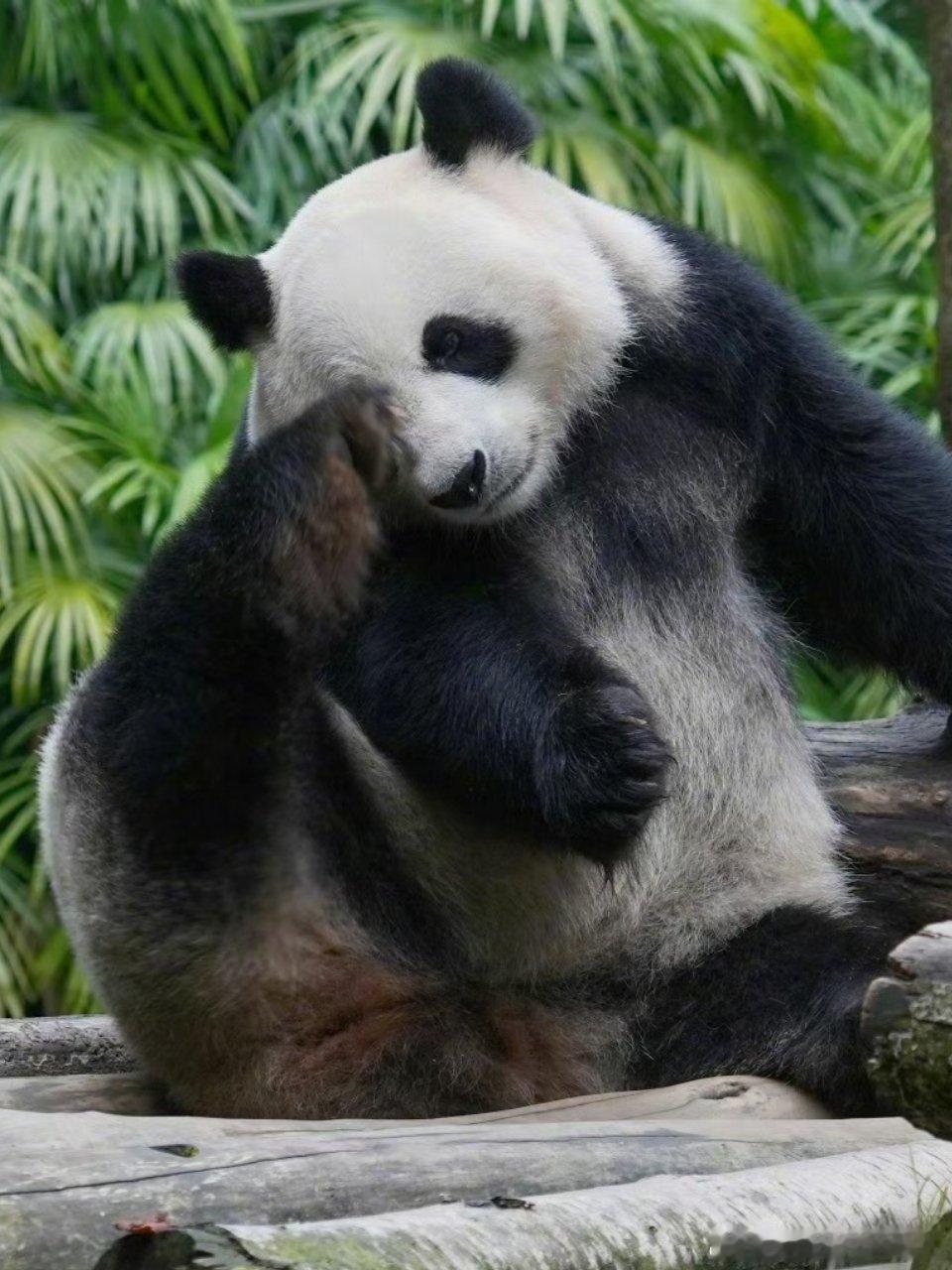 熊猫守护者[超话] 置身绿意满满的林间，大熊猫随性的倚坐在木头上，姿态松驰又洒脱