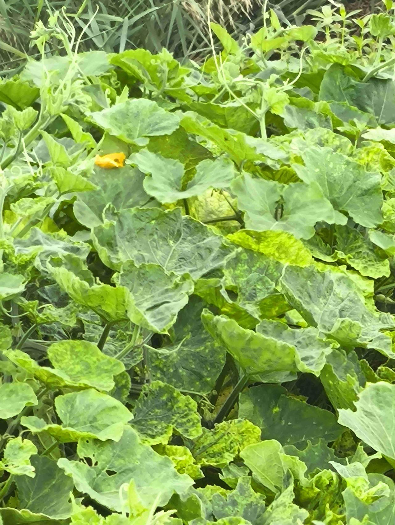 我的今日状态：😁轻松愉快
我这里的天气：☀️晴天
虽然秋天了，田野里的南瓜🎃