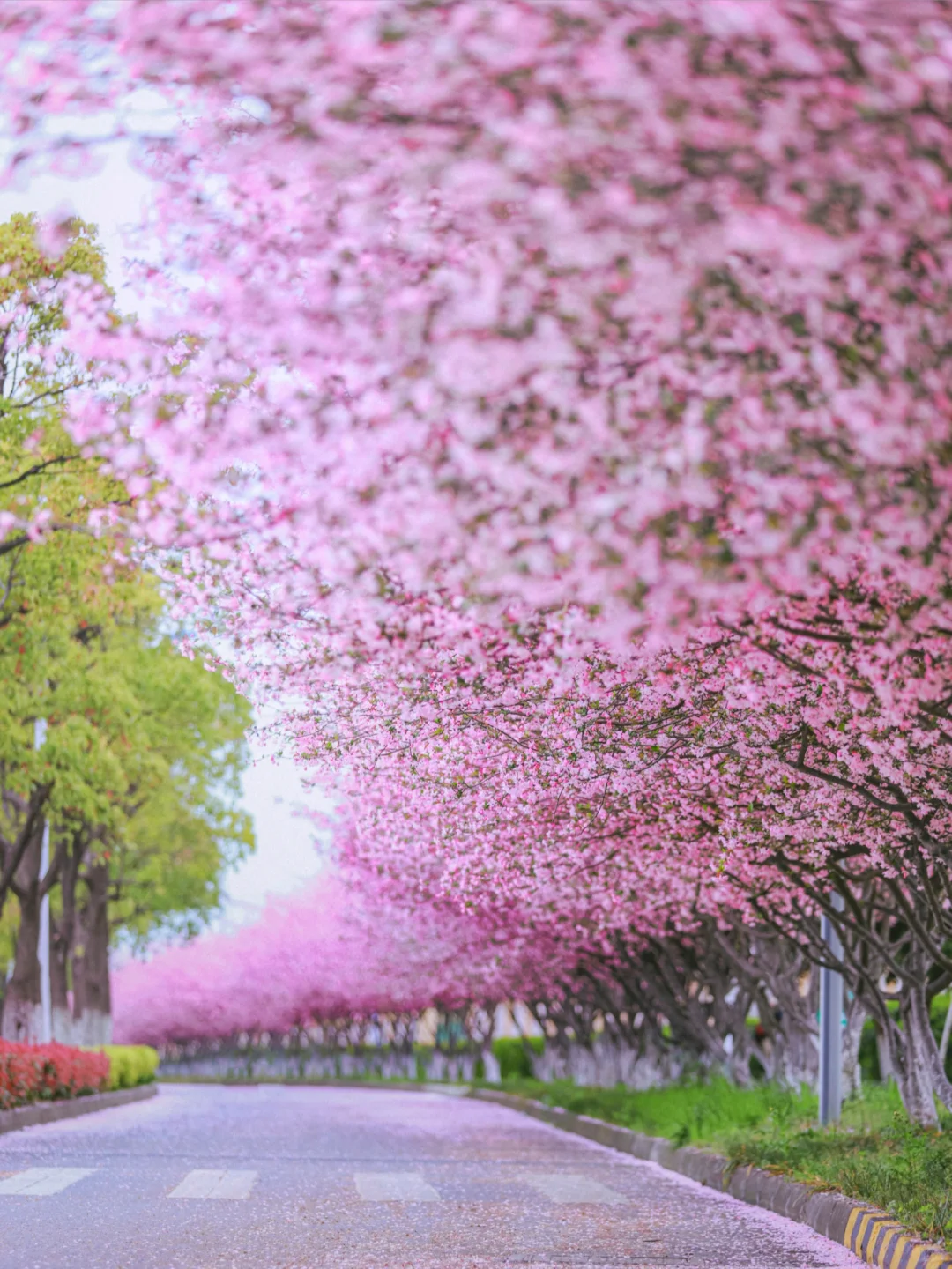 我夸苏州春天一万遍🌸不如你亲自来看一眼