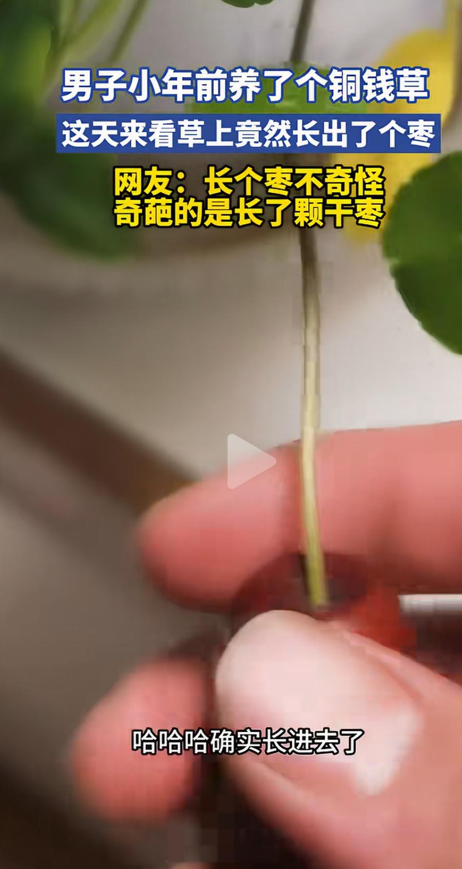 男子小年前养了个铜钱草，这本是一盆普通得不能再普通的绿植，似乎没有什么特别之处。