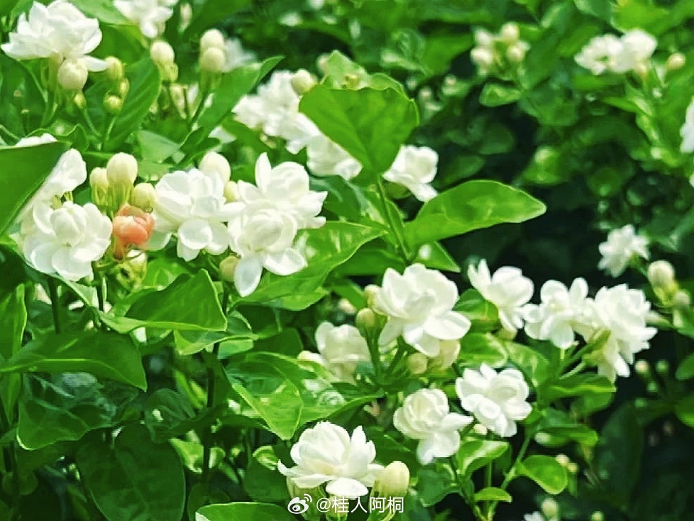 茉莉花之乡—广西横县（今横州市）今天芒种二十四节气