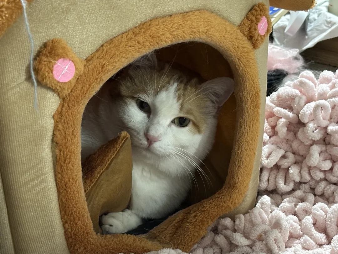 哭的时候猫来舔我了