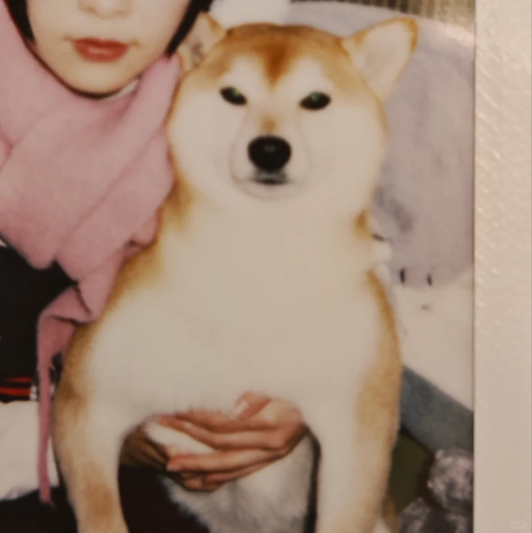 今天是肌肉猛女狗