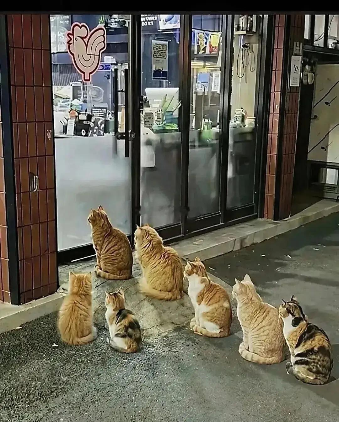一家烤鸡店的老板每天晚上大王的时候，都会把没有卖完的东西投喂分黑流浪猫。久而久之