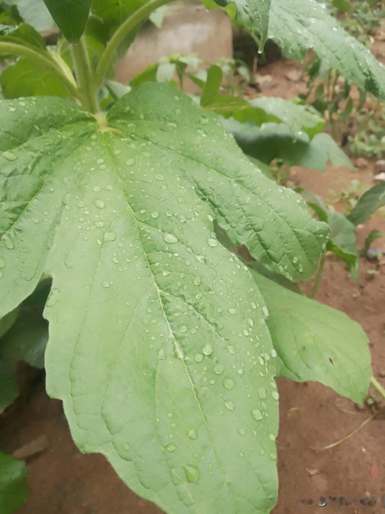 总算盼来了一场像样的雨了，邻居家六岁的小姑娘，穿着粉色碎花裙，头上顶盘着圆球似的