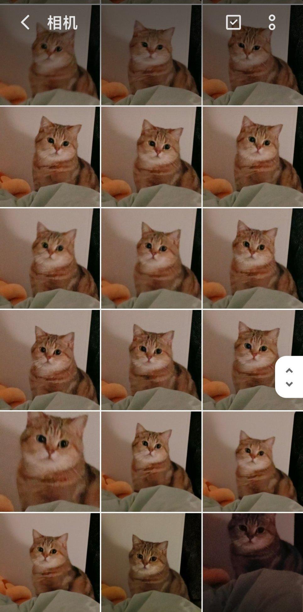 和你们没猫的人说不清😚😚 