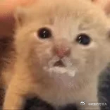 我的人生在遇到猪盖后询问价格就只会说:牌子货，几多钱 