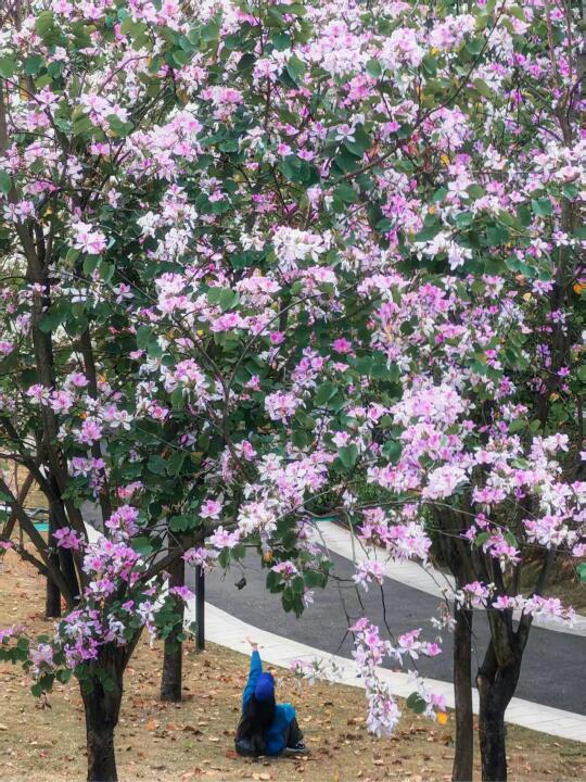 在深圳！发现一条开满花花的小路🌺