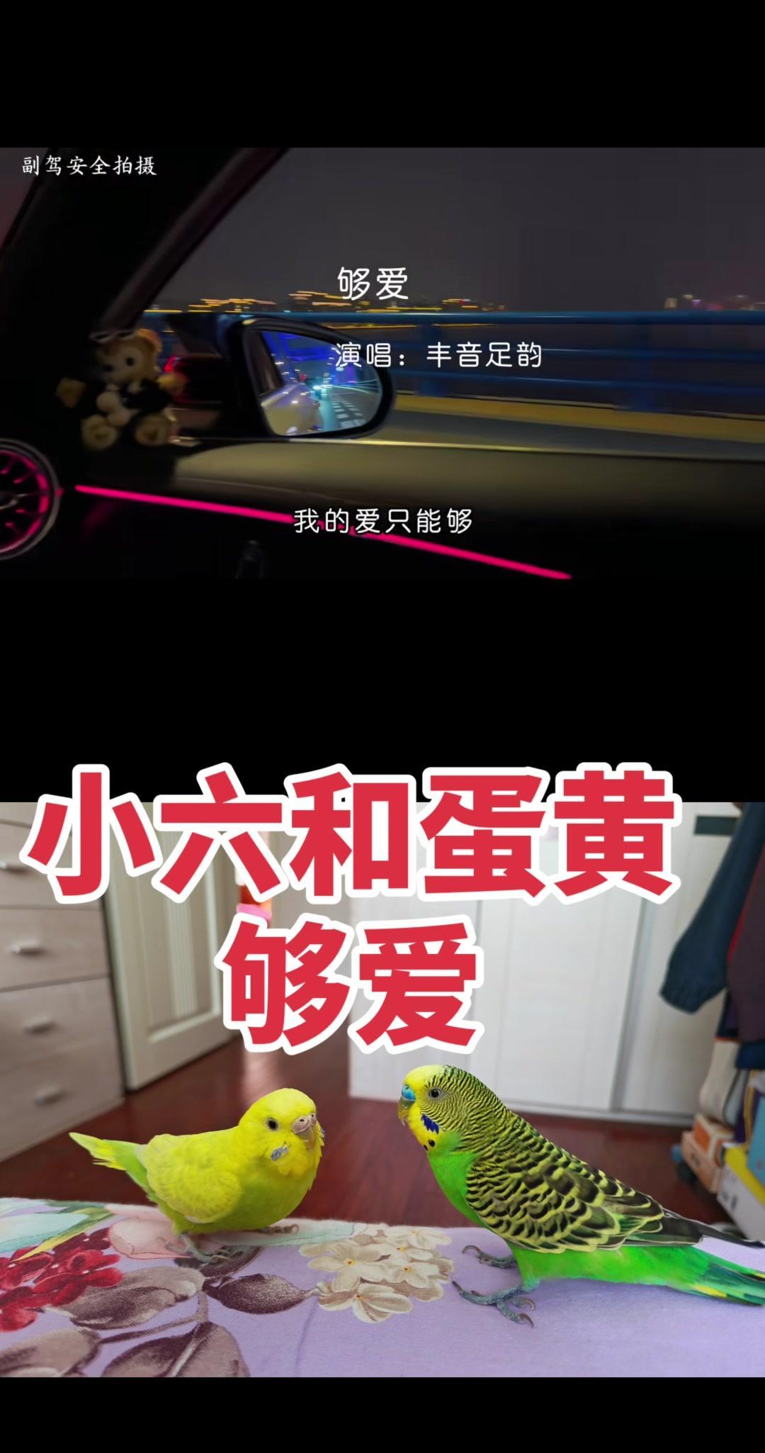 和朋友合拍的这只小鹦鹉和另一只对视时，那眼神简直甜到心坎里～配上这首歌，感觉整个