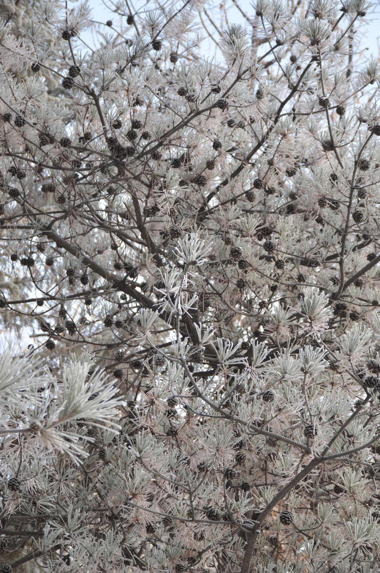 很多人喜欢冬天，不是没有道理。