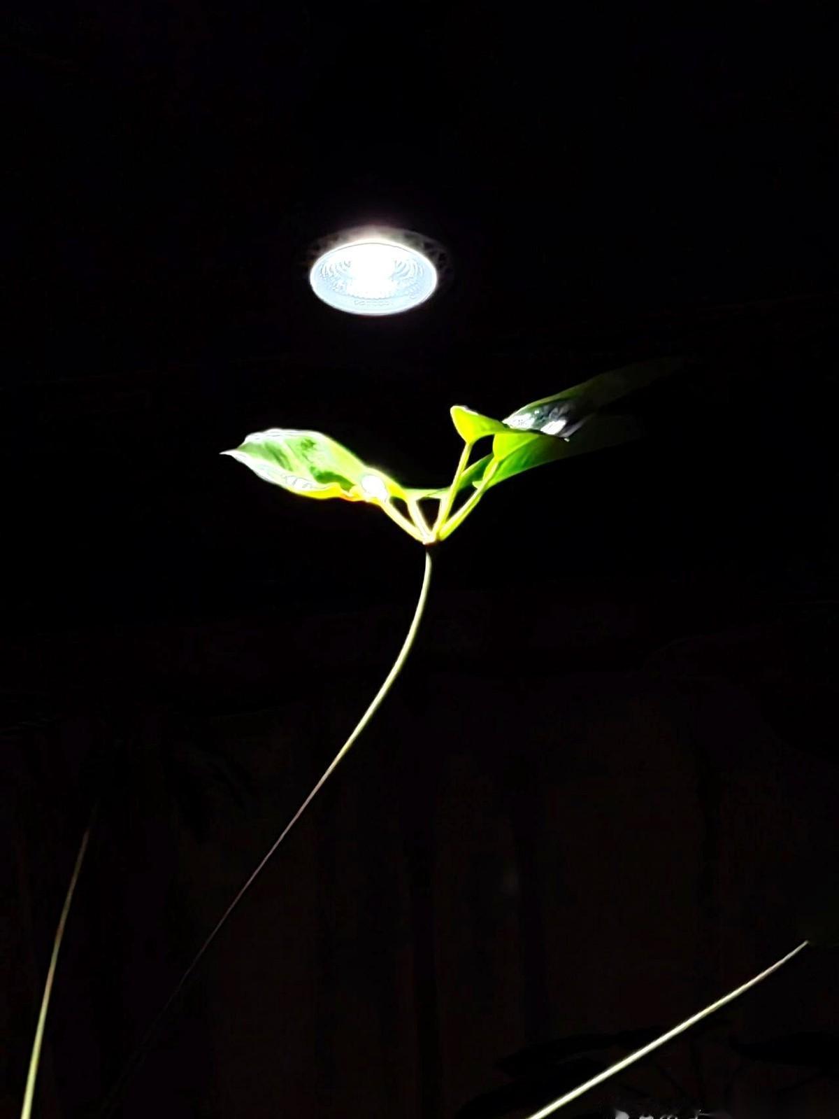 王芗斋一句话，捅破了站桩的窗户纸：“两臂松撑抱球圆。”
多少人胳膊一抬，就跟端着