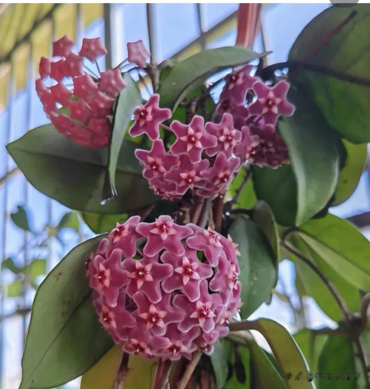 球兰花开～