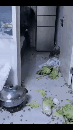 儿媳愤怒扔掉的大白菜，是乡下婆婆倒了两次大巴、挤了半小时地铁，一路护送来的“宝贝