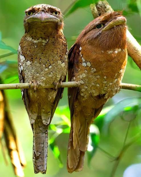 斯里兰卡蛙嘴夜鹰这名字听起来像小孩随口起的，但配上它们那张布偶戏似的脸，简直绝配