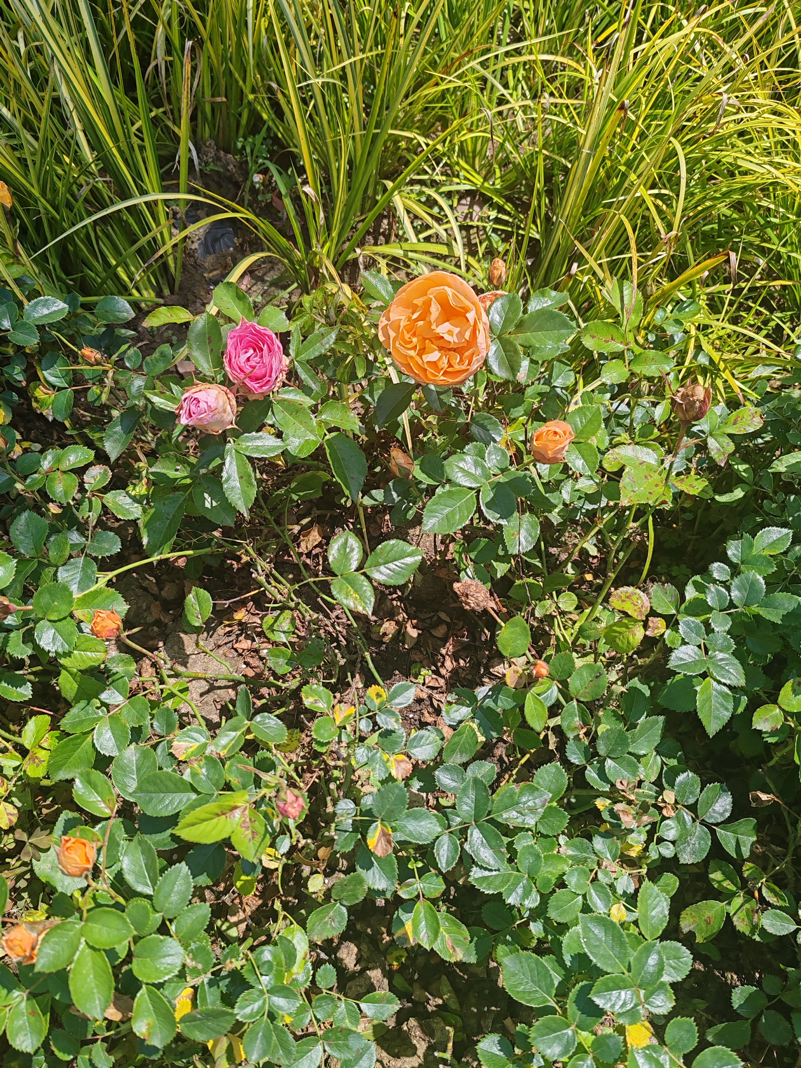 以前看综艺里面提到阿sa，看着爱笑天真，其实大脑非常的高智。能到这个年龄还能有这