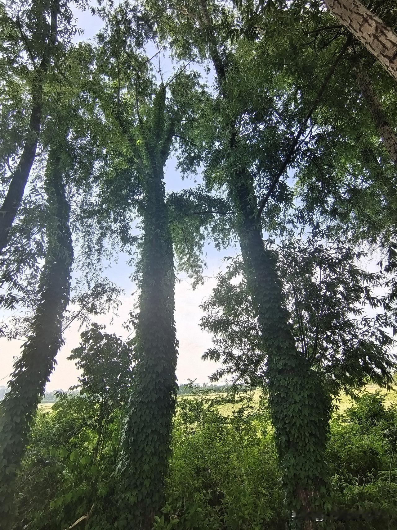 个子高又高
枝叶绿丝绦
浑身披绿纱
地头看庄稼
以上不作数
看图猜啥树
？？？？
