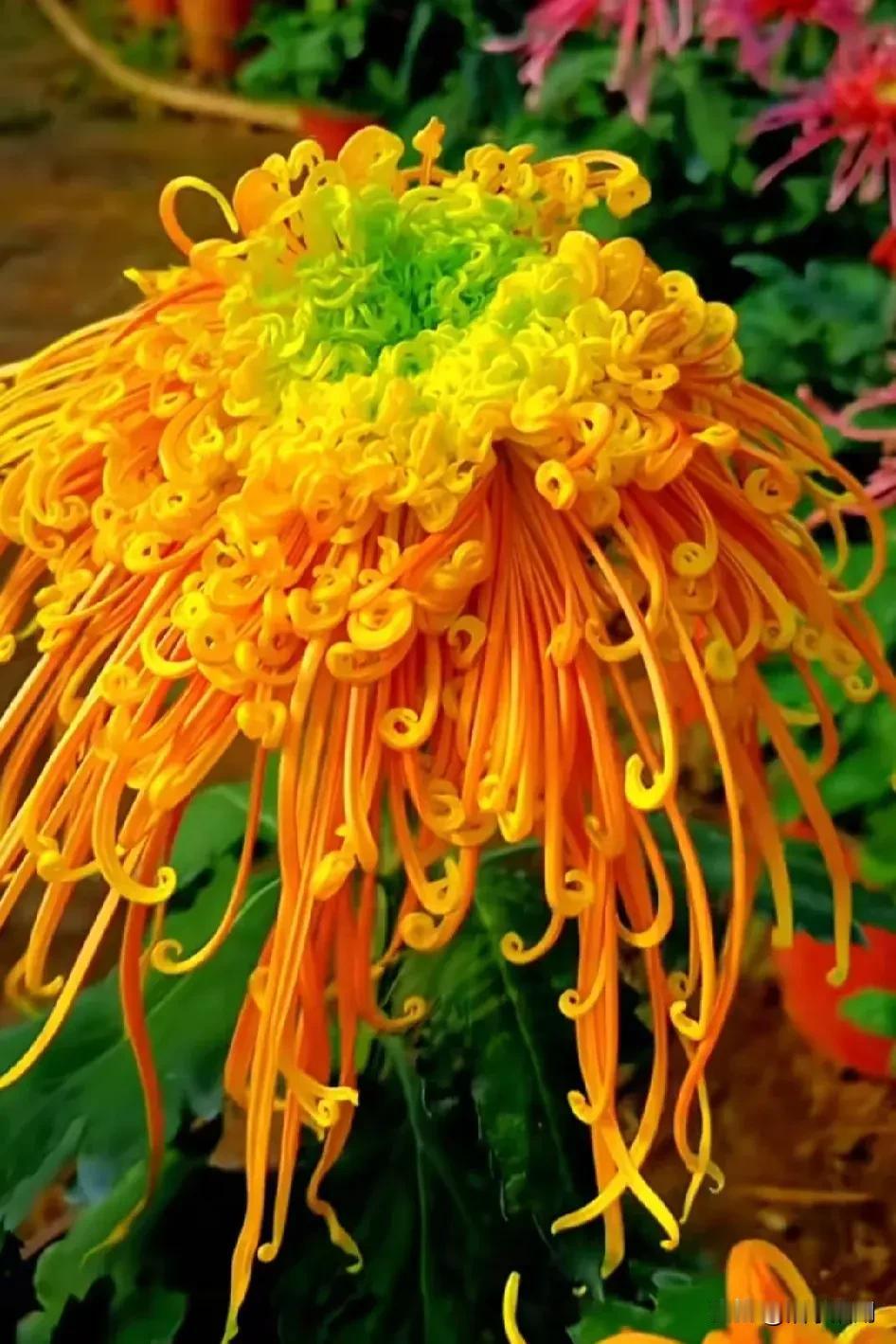 七言《赞菊花》

菊花怒放艳群芳，

争奇斗艳你称王。

五彩斑斓夸不够，

独