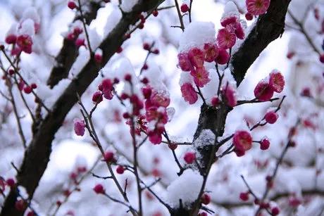 上联：风摇雪影梅香远，邀您对下联雨润冰花凌光新。