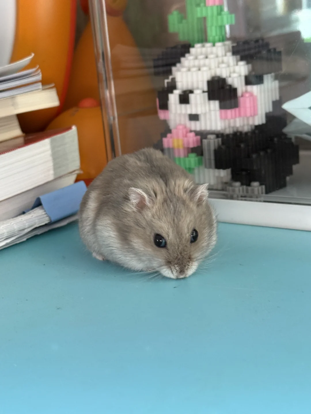 鼠鼠你也会斗鸡眼了，哈哈