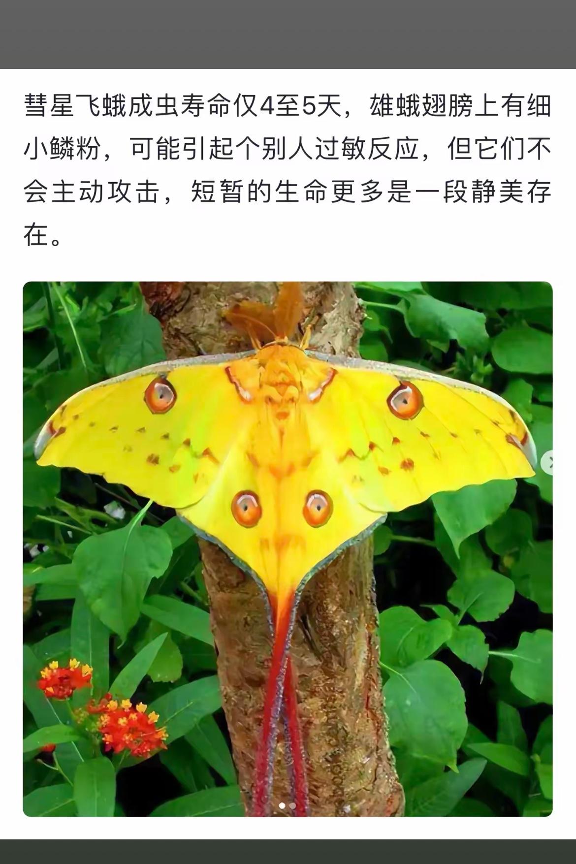 梦幻飞蛾，静美如画，瞬间绽放，惊艳世界。