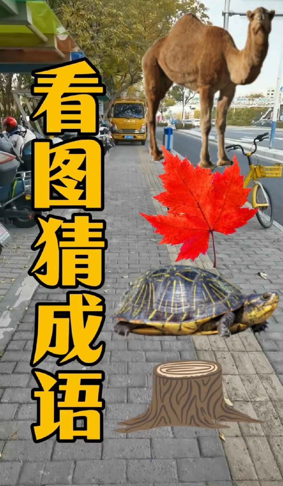 炒股到现在为止，你亏损了多少第一眼以为看错了！骆驼枫叶乌龟树桩凑一起，这成语你能