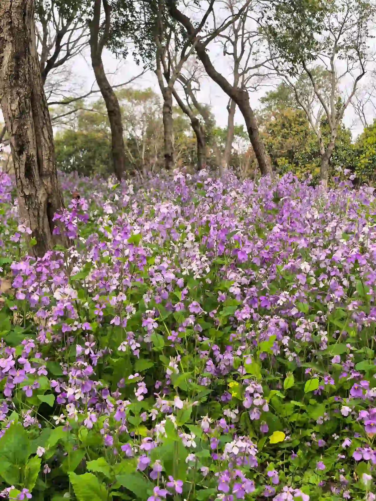 三月下扬州，我发现江苏许多景区都喜欢种植二月兰，比如梅园开原寺，还有瘦西湖梅园里