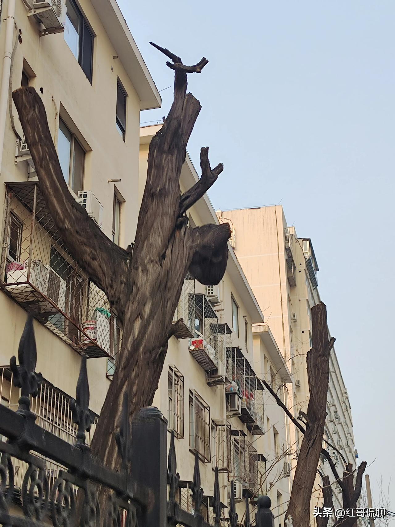 这几天早上遛弯，看见很多单位和小区都在修剪树木，我记得是不是冬季修剪树木应该最好