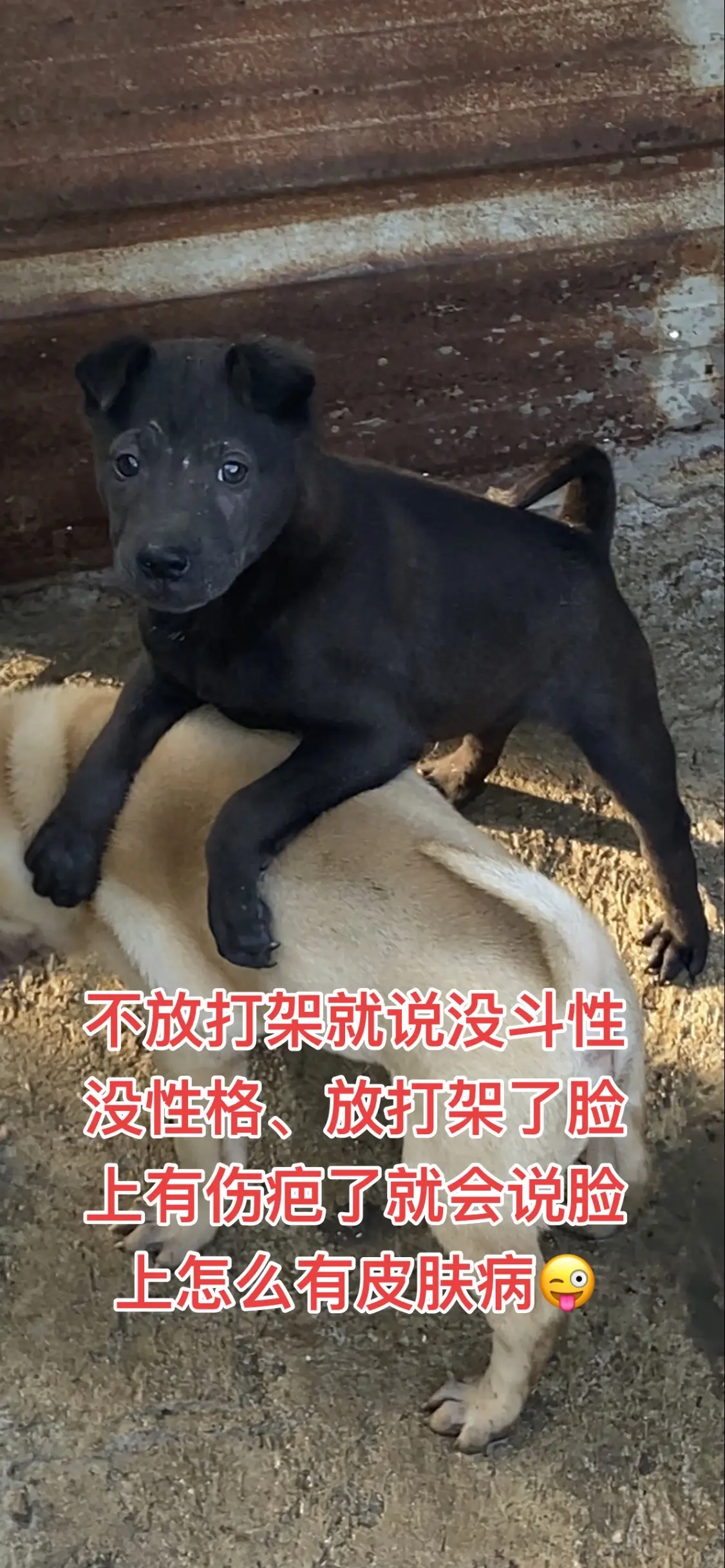 与懂行的人吵架就好过与不懂行的人说话