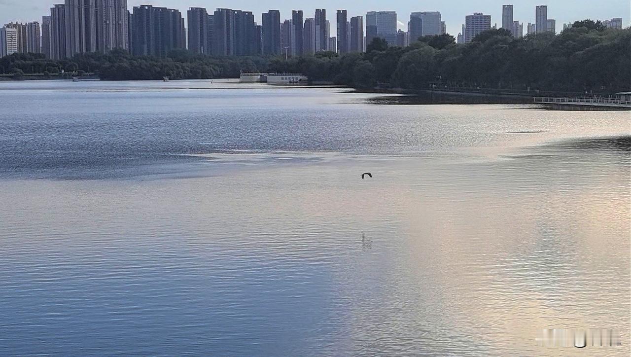 沈阳太美了。
～沈阳浑河桥观鸟
晴空柏云覆碧流，
风平河阔景悠悠。
翩飞苍鹭窥鱼