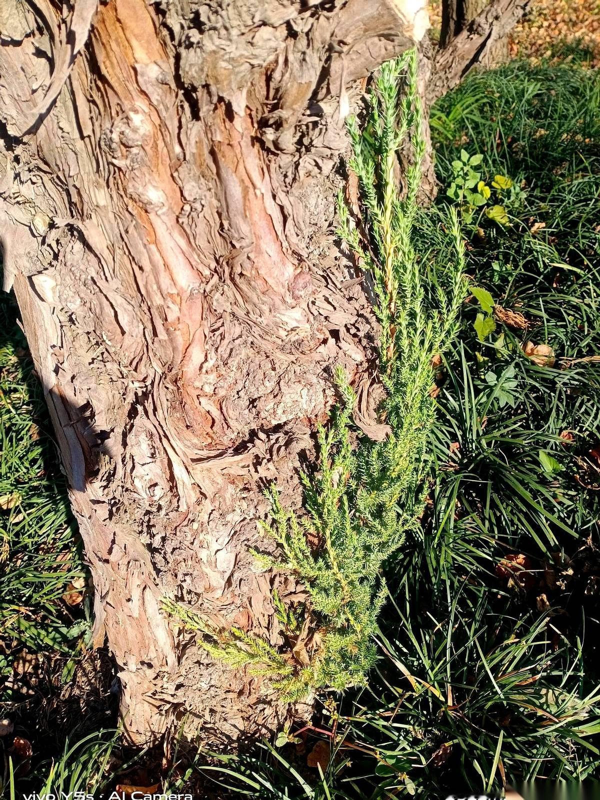 “来，你上来讲！”
我估计这老师当时火气已经顶到天灵盖了。
全班几十双眼睛唰地一