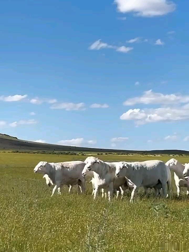 月薪1.6万招人放羊包吃住有WiFi 近日内蒙古锡林浩特一牧场开出1.6万月薪招