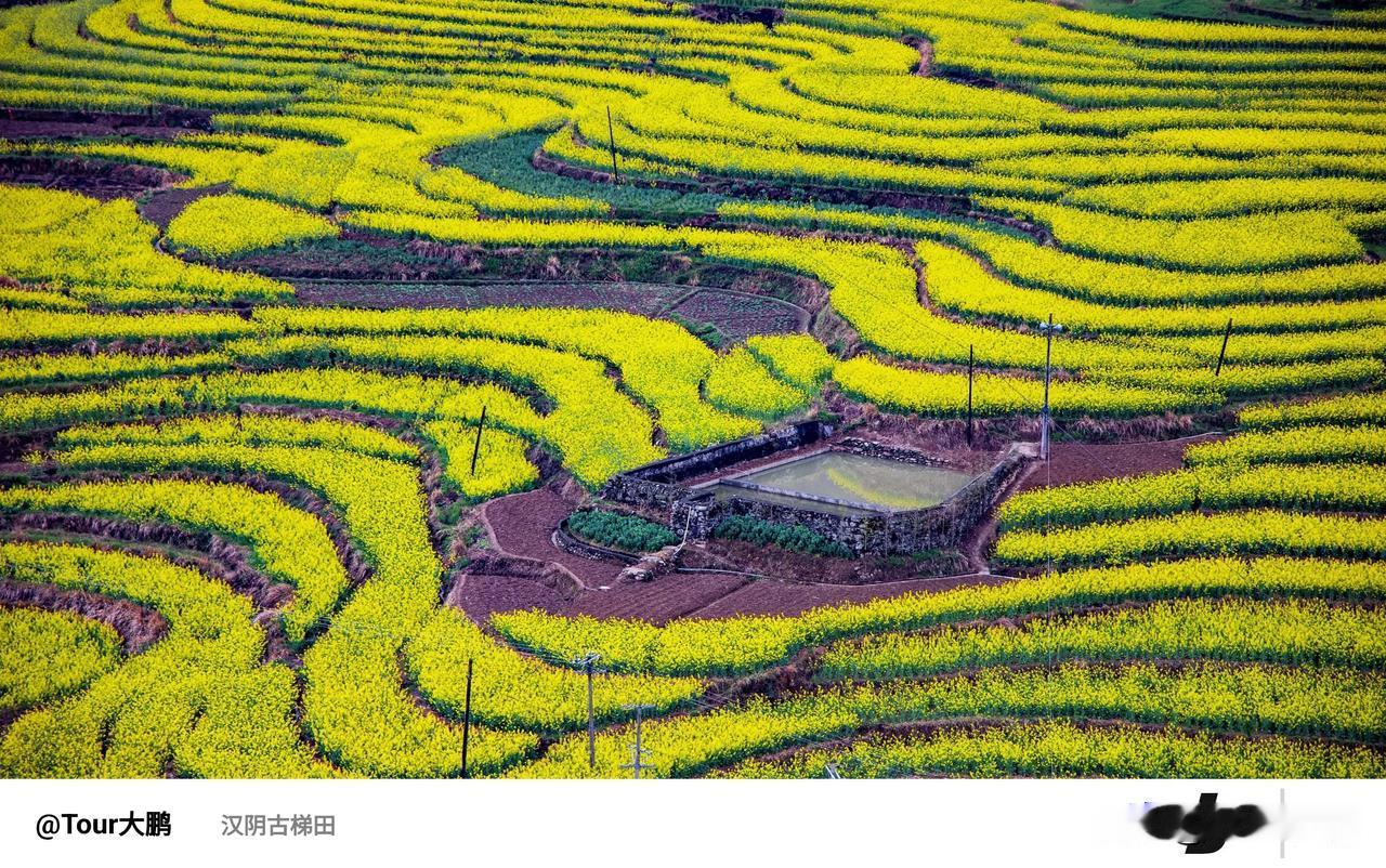 🌼阳春三月，邂逅汉阴凤堰古梯田的油菜花🌼

🌼阳春三月，草长莺飞，安康汉阴