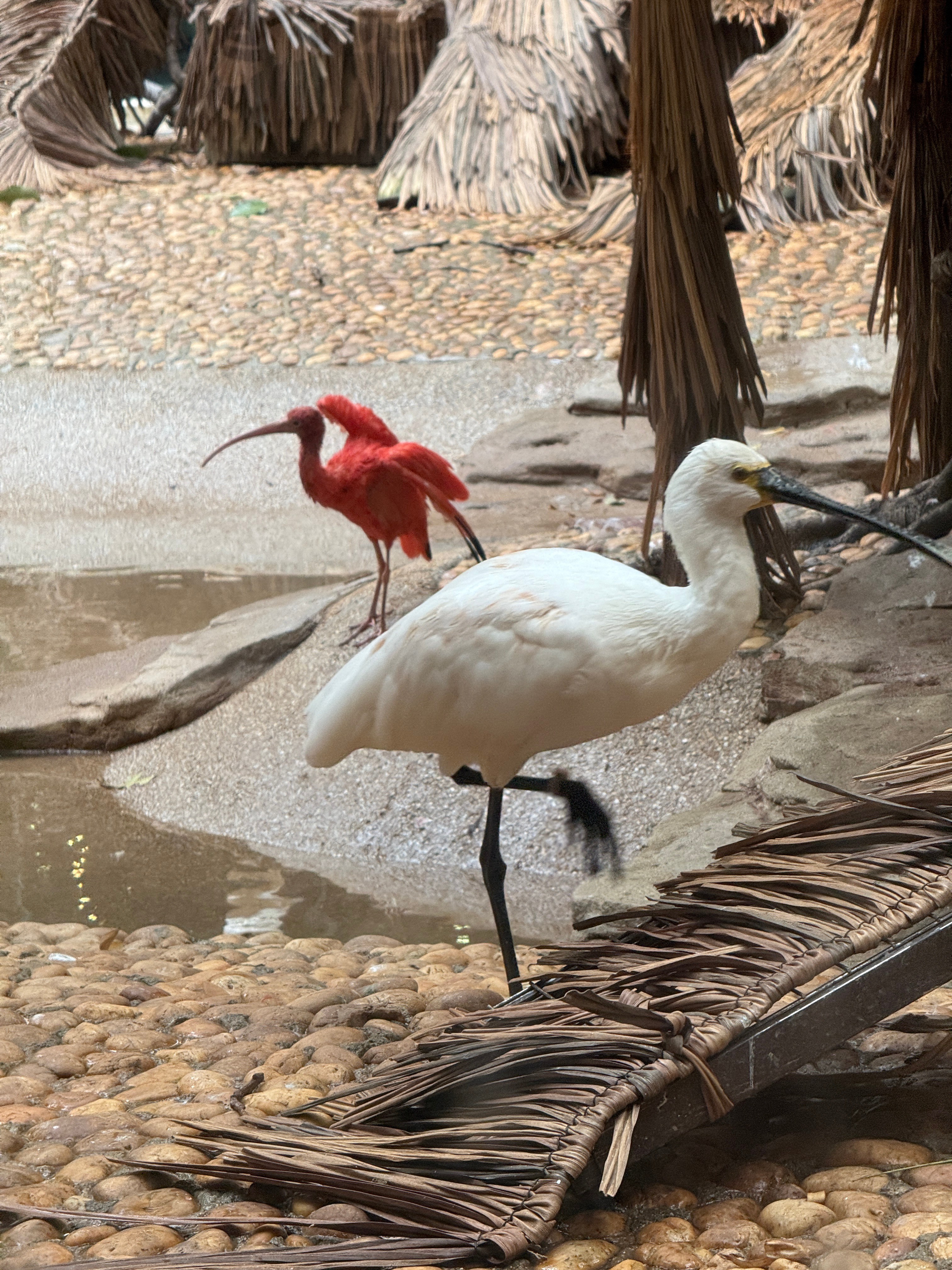 无论如何，吃饭一定要积极像火烈鸟学习 吃个不停 广州·广州长隆旅游度假区