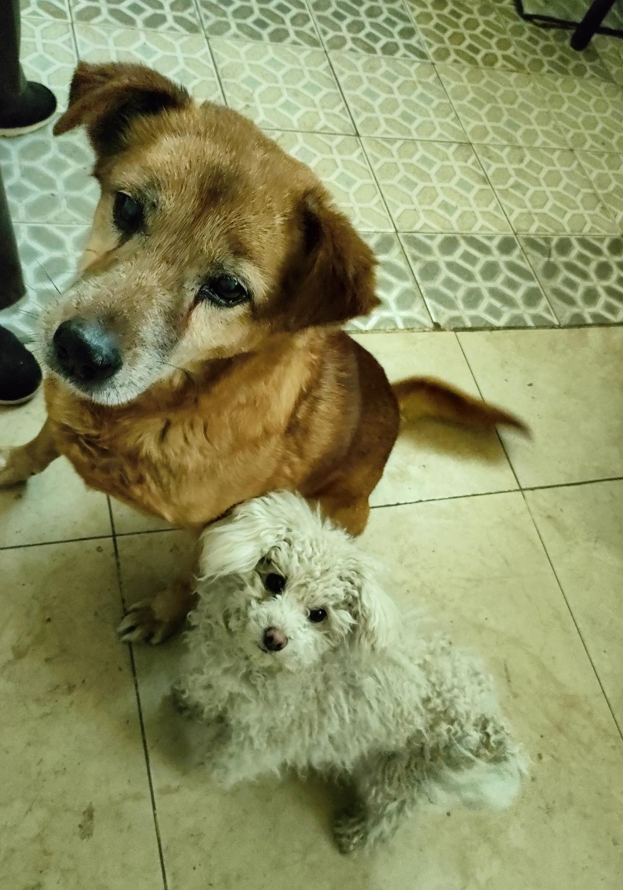 暖棕与柔白的毛团依偎，瓷砖上的光阴，都被它们的呼吸焐成了温柔的形状。
🐕 大地