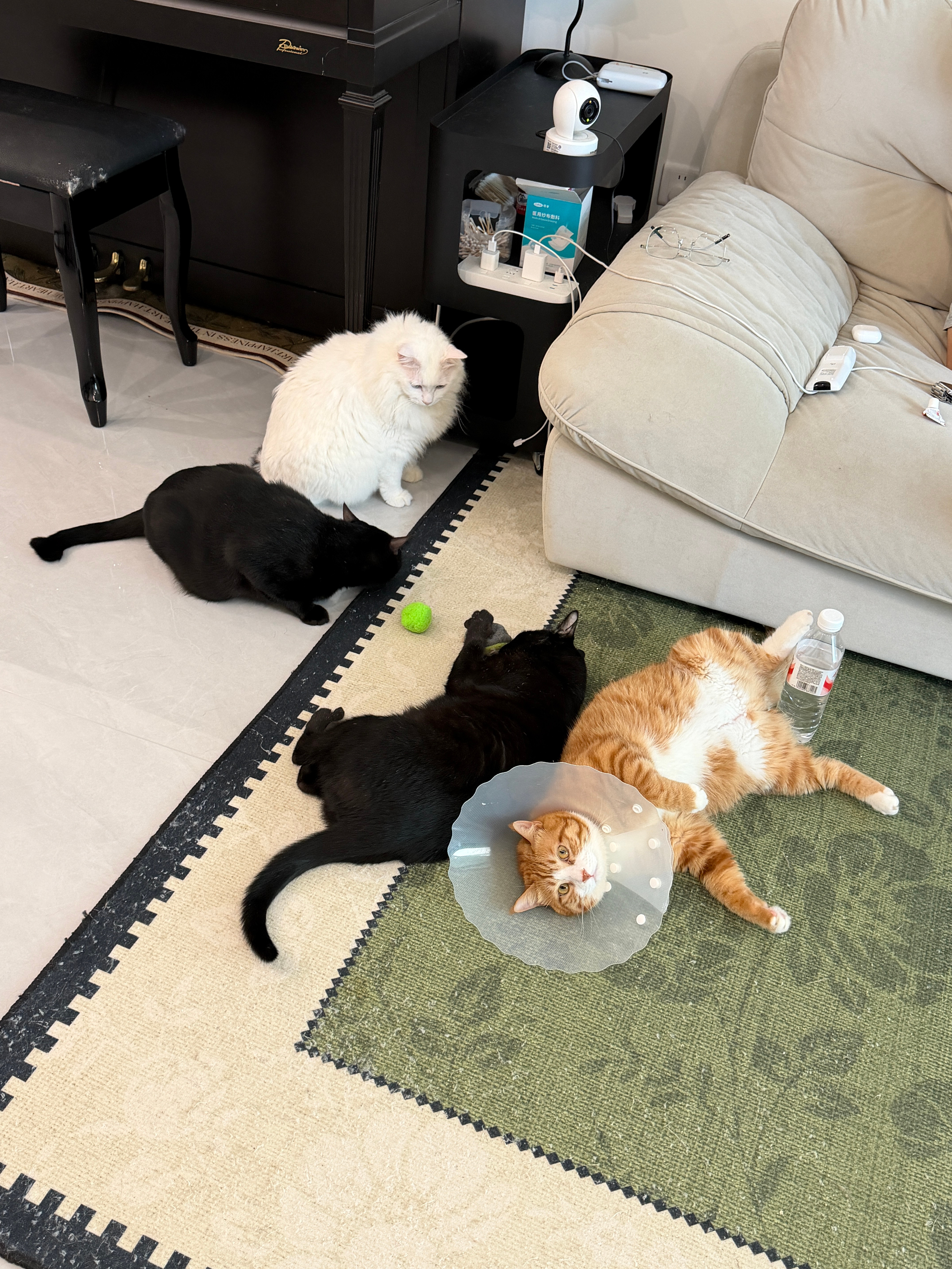 为了一个烂牛牛果所有猫都翻翻了咪包奇[超话] ​​​